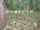 “鑫多寶”石斛基地