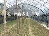 “鑫多寶”石斛基地