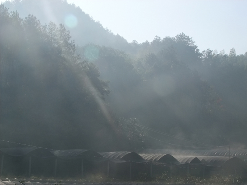 “鑫多寶”石斛基地